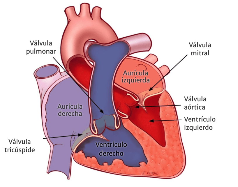 Cómo se ven las válvulas cardíacas en el corazón